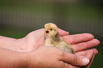chick