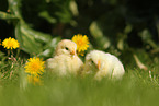 chicks