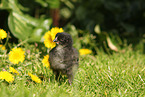 chick