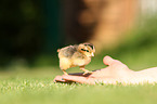 chick