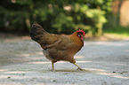 cock