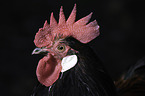 Cock portrait