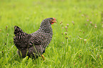 chicken