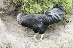 cock