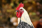 cock