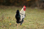 cock
