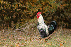 cock