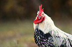 cock