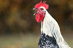 cock
