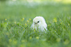 Chicks in the meadow