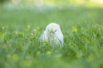 Chicks in the meadow
