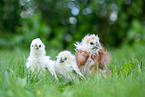 Chicks in the meadow