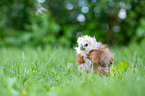 Chicks in the meadow