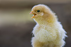 Chicks portrait