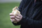 human with Chicken