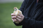 human with Chicken