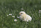 Chicken on the meadow
