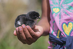 human with Chicken