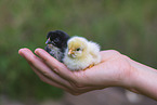 human with Chicken