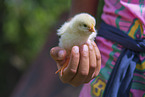 human with Chicken