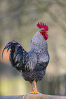 standing Cock