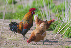 Cock and Chicken