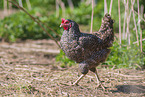 walking Chicken