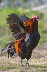 standing Cock