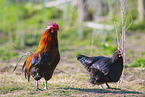 Cock and Chicken