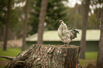 chicken