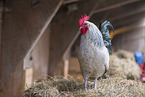 cock