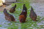 chicken