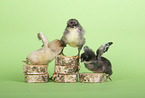 chicks