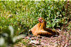 chicken