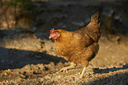 chicken