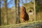 chicken