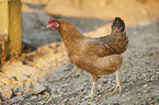 chicken