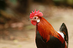 cock