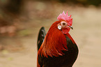 cock
