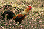 cock