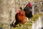 chicken