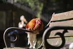 chicken