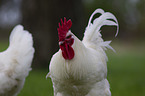cock