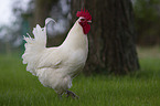 cock