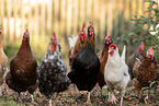 chickens