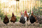 chickens