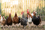 chickens