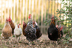 chickens