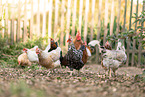chickens