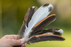 Chicken feathers
